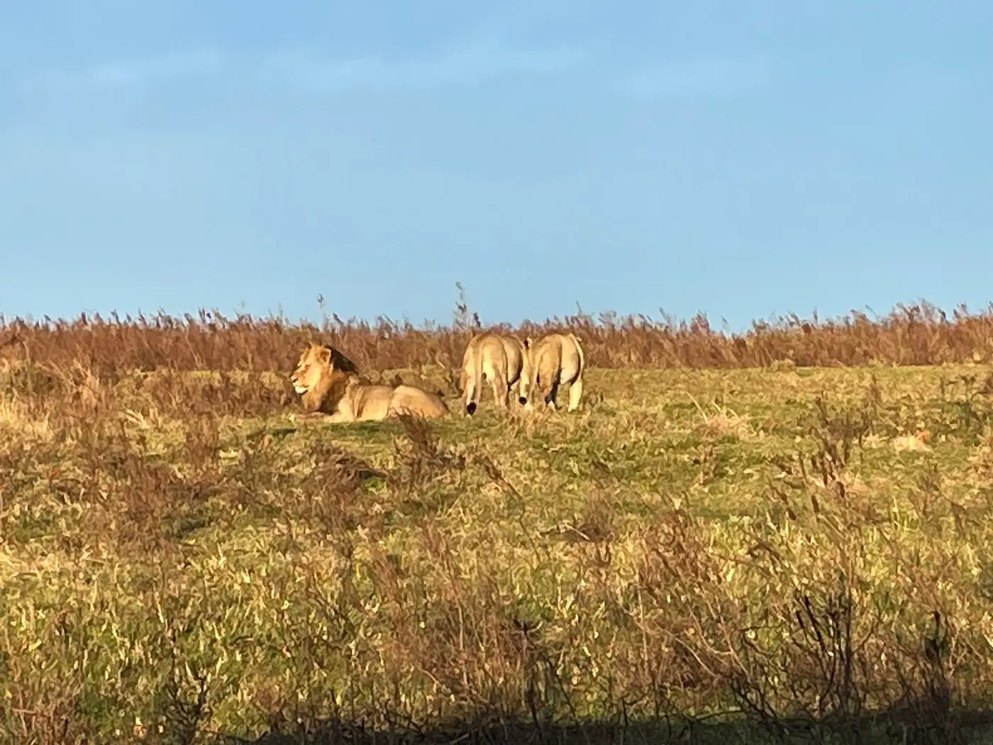 Our guests from Glasgow enjoying a luxury safari experience with stunning game drives, warm hospitality, delicious food, and exceptional lodge staff.